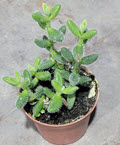 2" Delosperma Pickle Plant